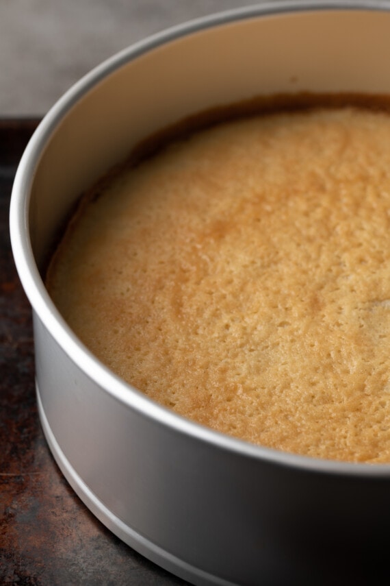 A baked vanilla cake layer in a springform pan.