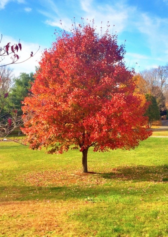 A tree with red leaves in the fall