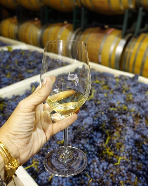 Shelly's hand holding a glass of white wine with wine barrels in the background