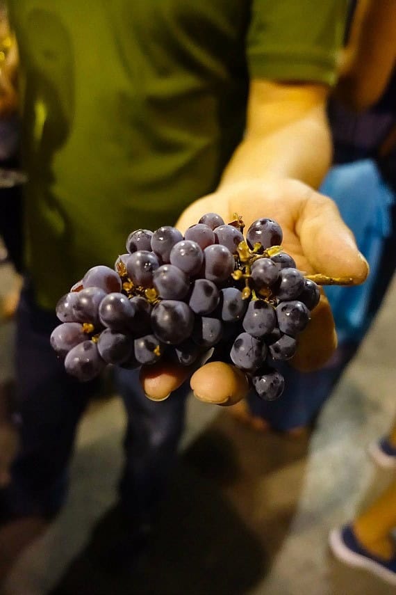 A bunch of purple grapes resting in the palm of a man in a green shirt