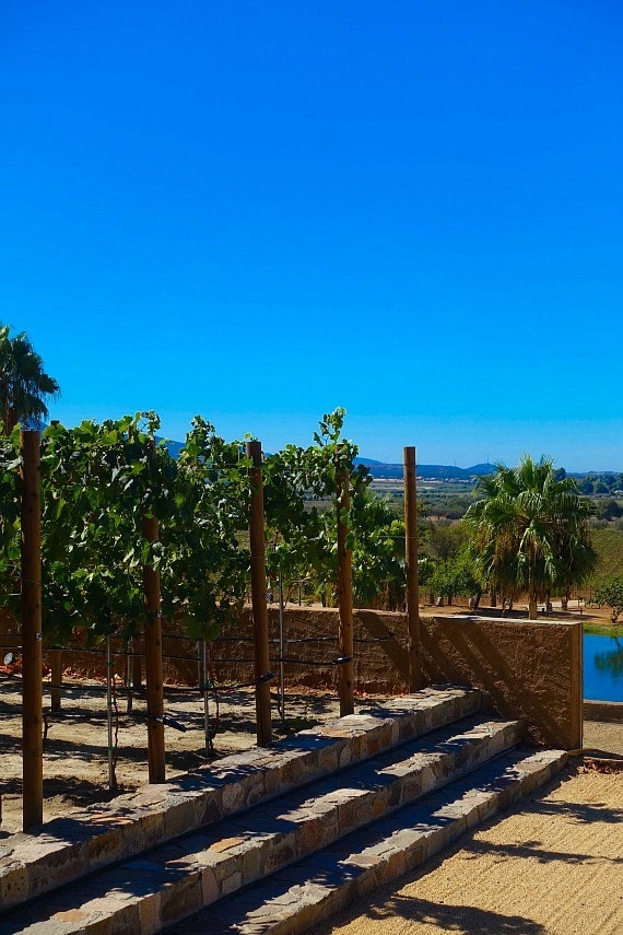 A line of grape trees at Monte Xanic winery